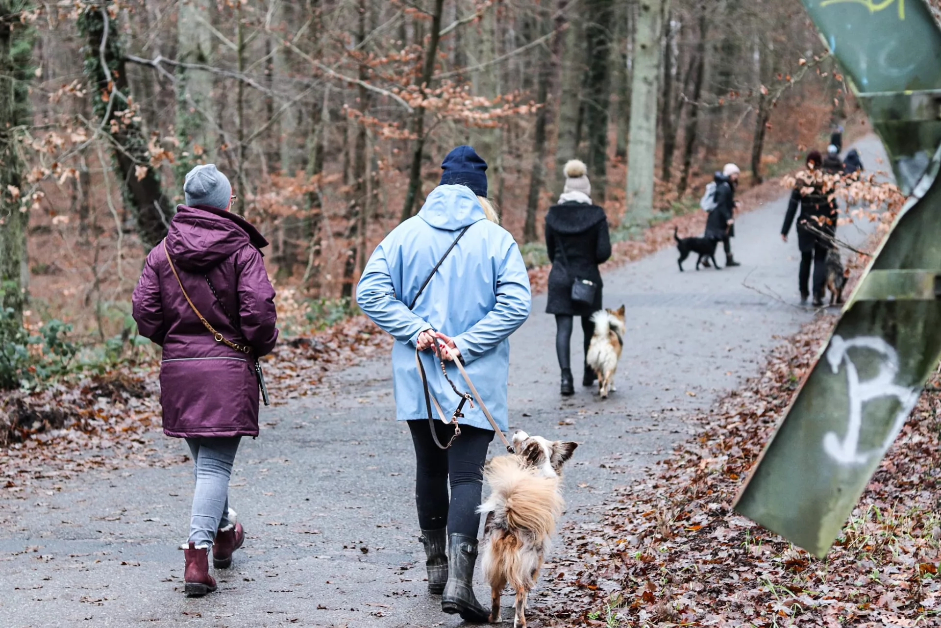 Social Walks - Hundetraining Lüneburg
