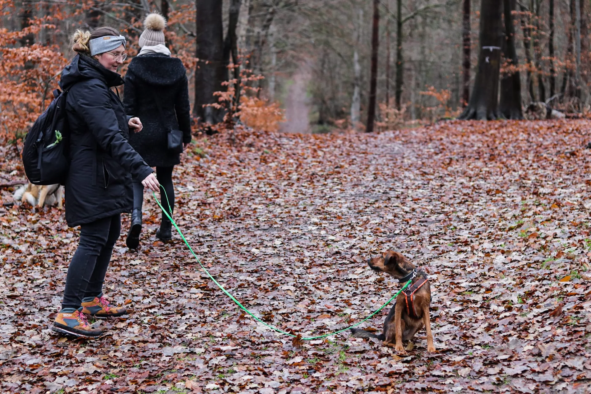 Social Walks - Hundetraining Lüneburg