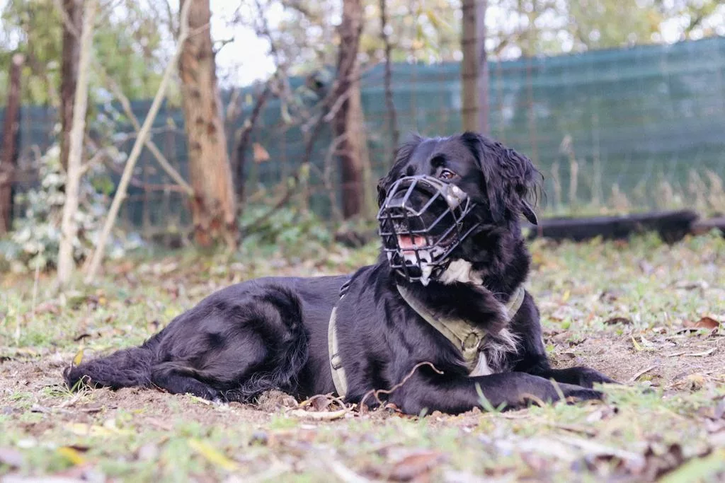 Sozialkontaktstunden - Hundetraining Lüneburg