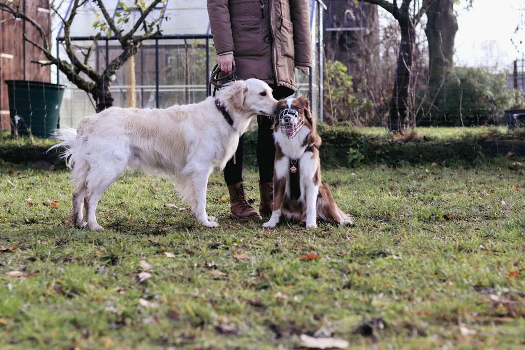 Sozialkontaktstunden - Hundetraining Lüneburg