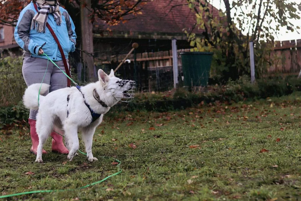 Sozialkontaktstunden - Hundetraining Lüneburg