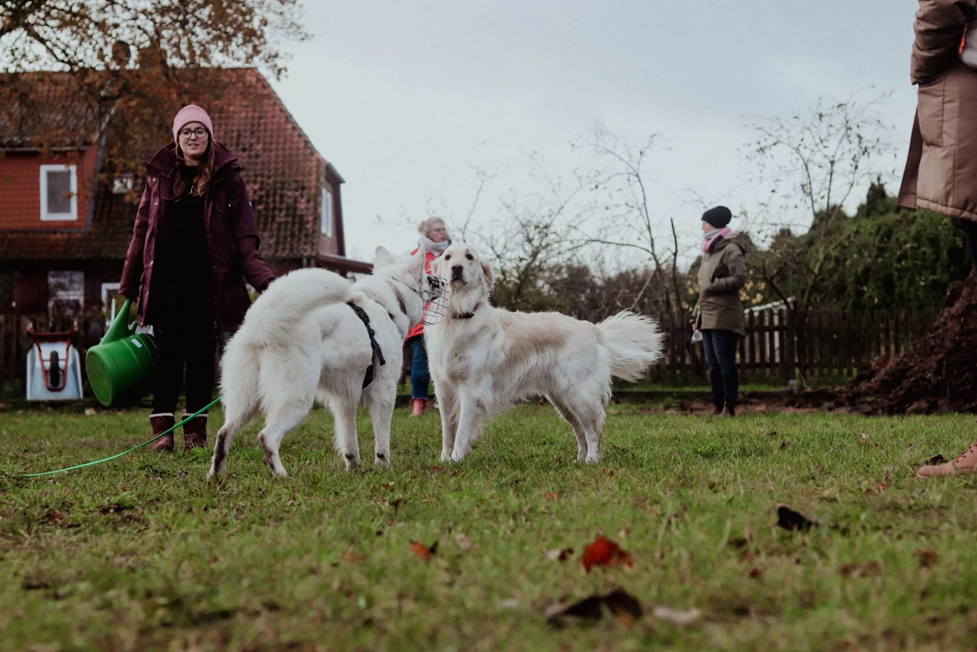 Sozialkontaktstunden - Hundetraining Lüneburg