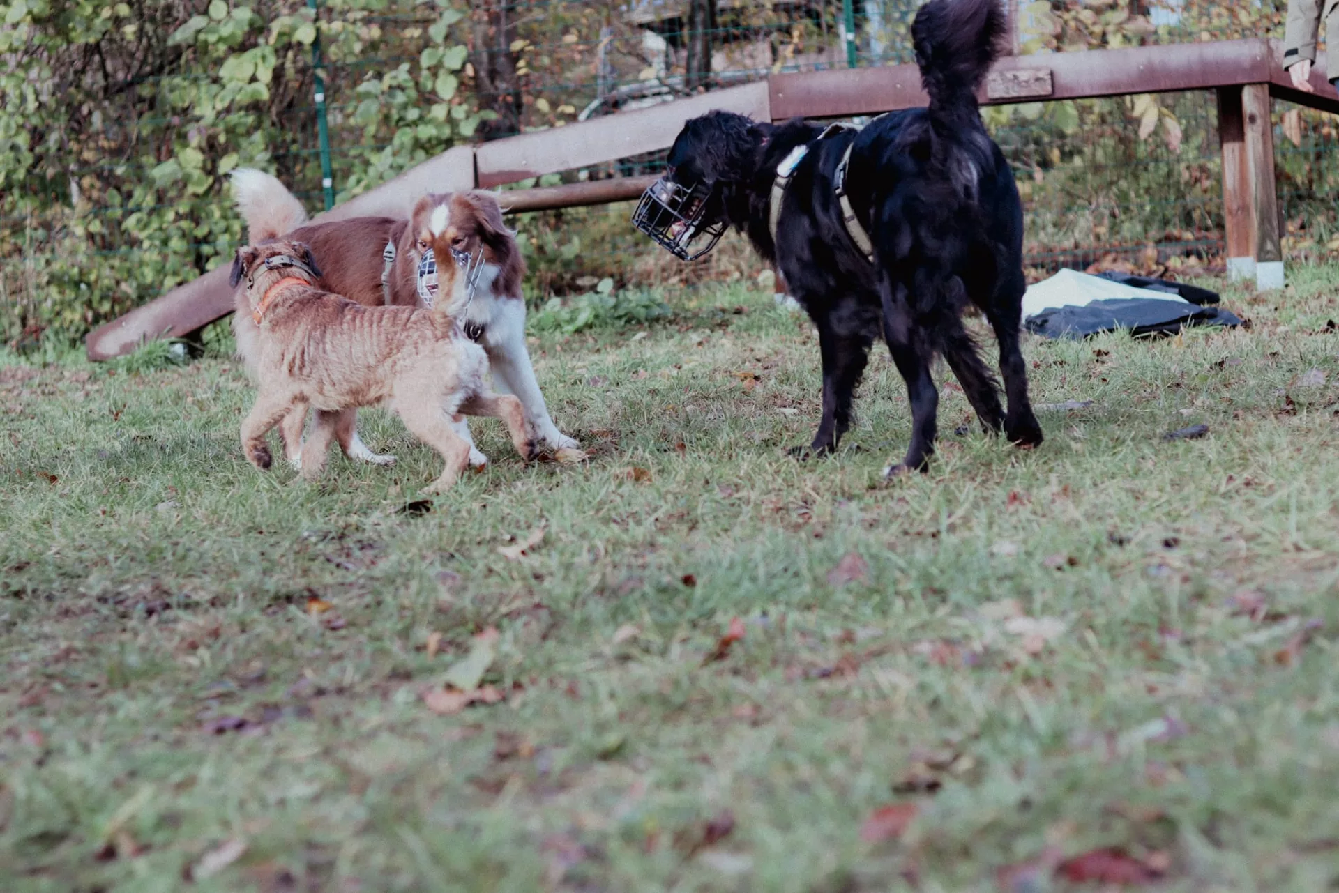 Sozialkontaktstunden - Hundetraining Lüneburg